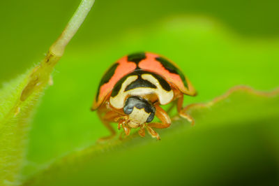 Close-up of insect on leaf