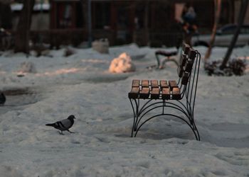 Close-up of bird perching on chair