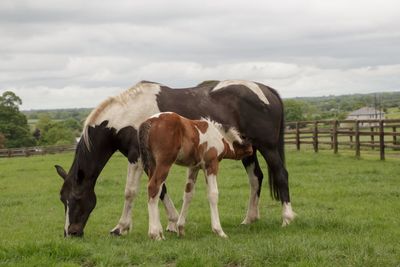 Horse standing on field against sky