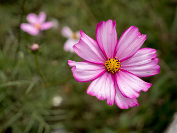 Close-up of pink cosmos flower