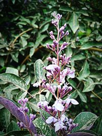 Close-up of purple flowers