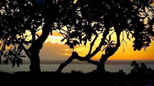 Silhouette people standing by tree against orange sky