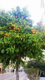 Plants growing on a tree