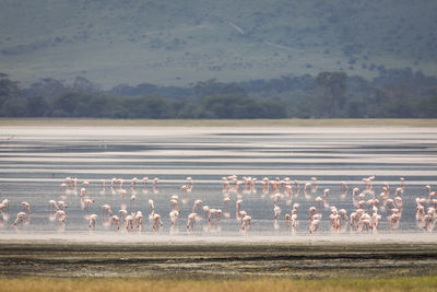 Flock of birds on the land