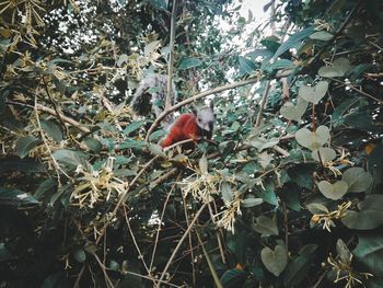 View of bird perching on tree