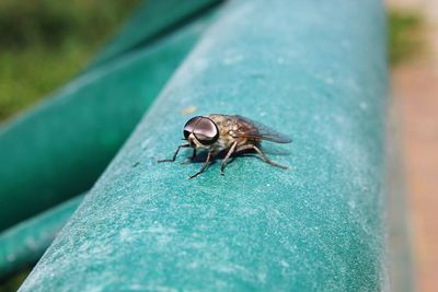 High angle view of housefly on leaf