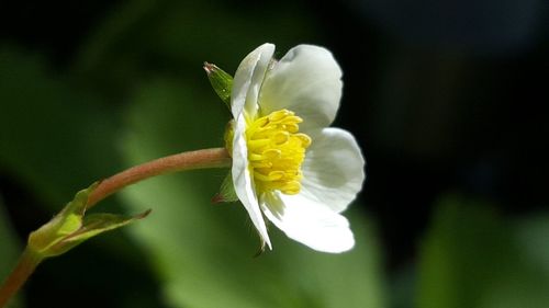 Close-up of yellow flower blooming outdoors