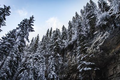 Low angle view of pine trees against sky during winter