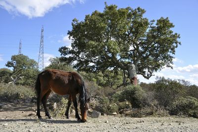 Horse standing on field against sky