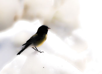 Close-up of bird perching on wall