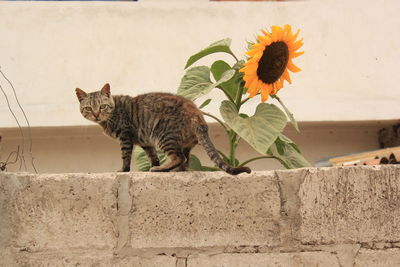 Portrait of cat on retaining wall