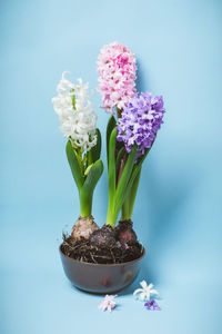 Close-up of potted plant in vase against white background