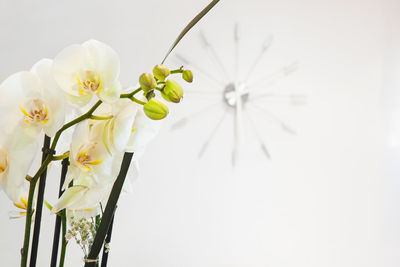 Close-up of white flowering plant