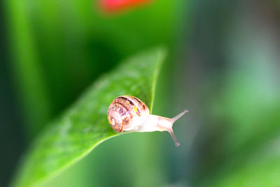 Close-up of snail on plant