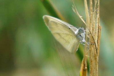 Close-up of butterfly on leaf