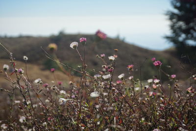 Close-up of flowering plants on field against sky