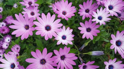 High angle view of pink osteospermum growing outdoors