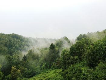 Trees in forest against sky