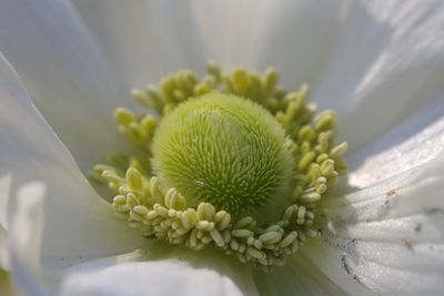 Close-up of white flowering plant