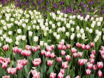 Close-up of pink tulip flowers on field