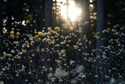 Sunlight streaming through plants on field