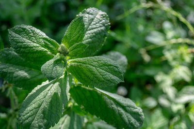 leaf