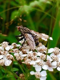 Close-up of butterfly perching on plant