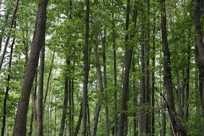 Low angle view of alder wood trees in uckermark forest