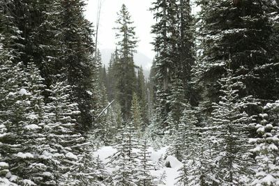 Low angle view of trees in forest