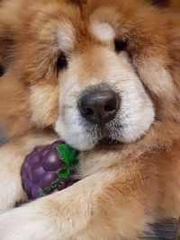 Close-up of a dog