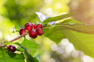 Close-up of red berries growing on tree