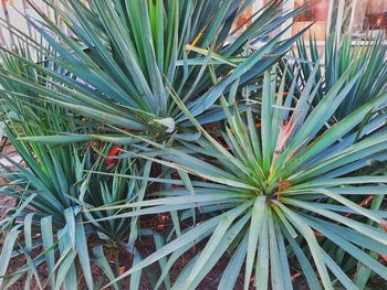 Full frame shot of succulent plant on field