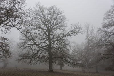 Bare trees on field against sky during foggy weather