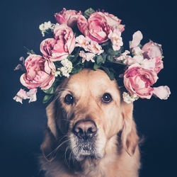 Close-up portrait of dog wearing roses against black background