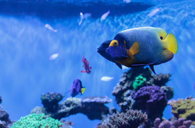 Close-up of fish swimming underwater