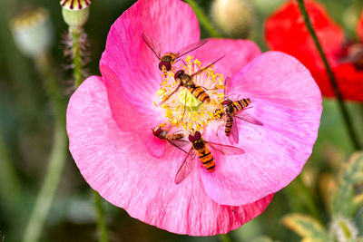 Close-up of hoverflies pollinating on pink poppy flower