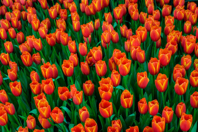 Full frame shot of orange tulips