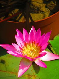 Close-up of lotus water lily in pond