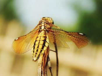 Close-up of butterfly on plant