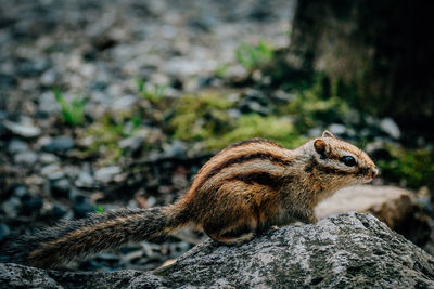 Close-up of squirrel