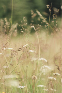 Close-up of flower on field