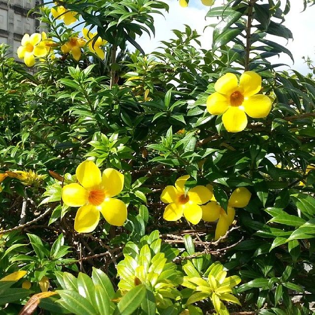 flower, yellow, freshness, petal, fragility, growth, flower head, beauty in nature, blooming, plant, leaf, nature, green color, in bloom, close-up, blossom, day, sunlight, park - man made space, outdoors