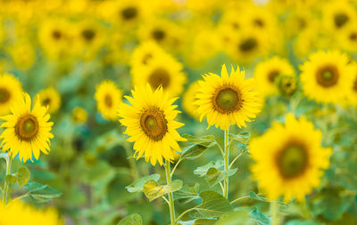 Close-up of yellow flowering plants on field