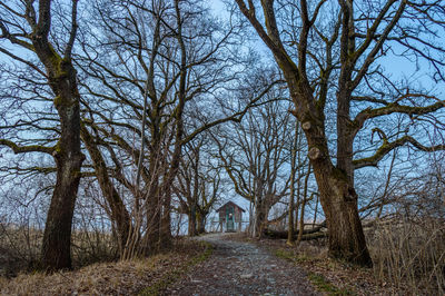 Bare trees in forest