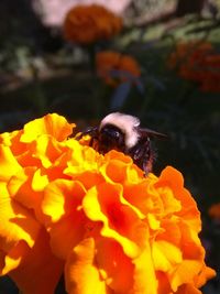 Close-up of bee on orange flowers
