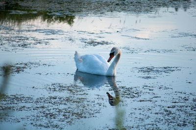 Swans swimming in lake