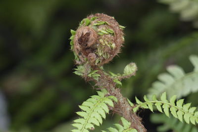 Close-up of flowering plant