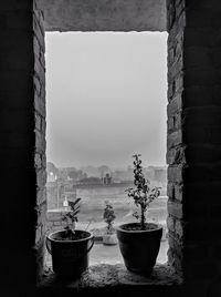 Potted plants on window sill against wall