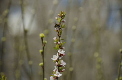 Close-up of white flowering plant