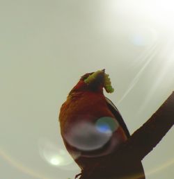 Low angle view of bird perching against sky